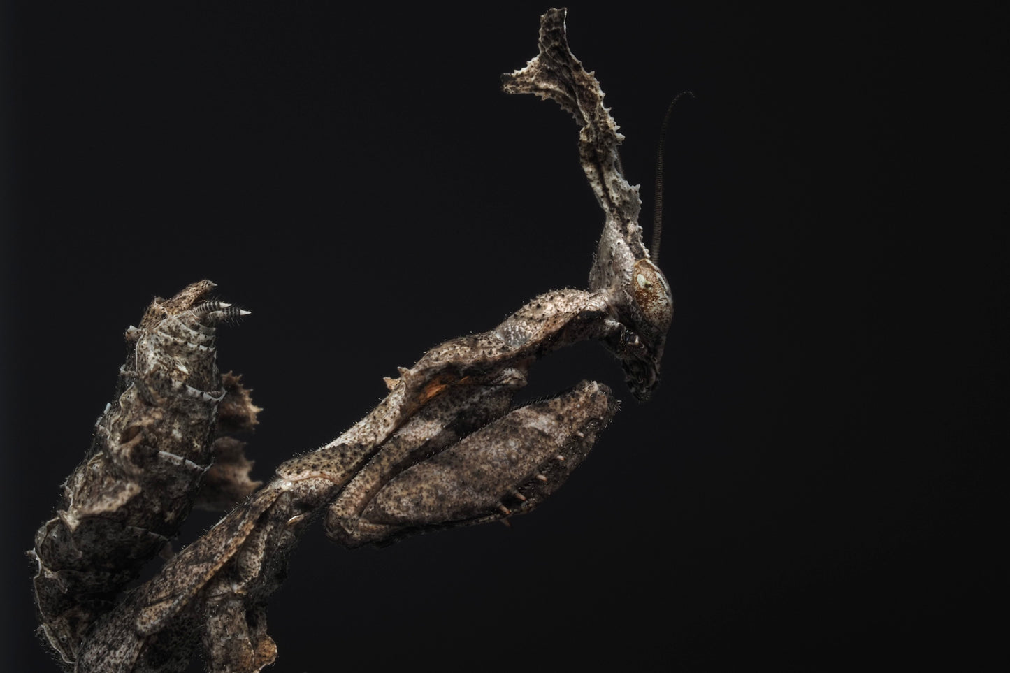 Ghost Mantis (Phyllocrania paradoxa)