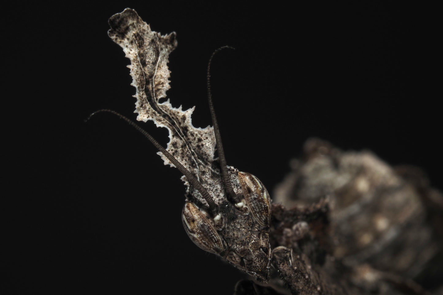 Ghost Mantis (Phyllocrania paradoxa)