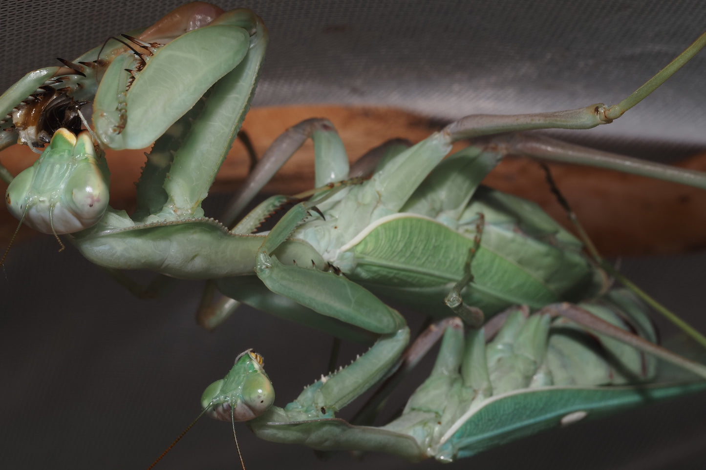 Giant African Mantis (Sphodromantis viridis)