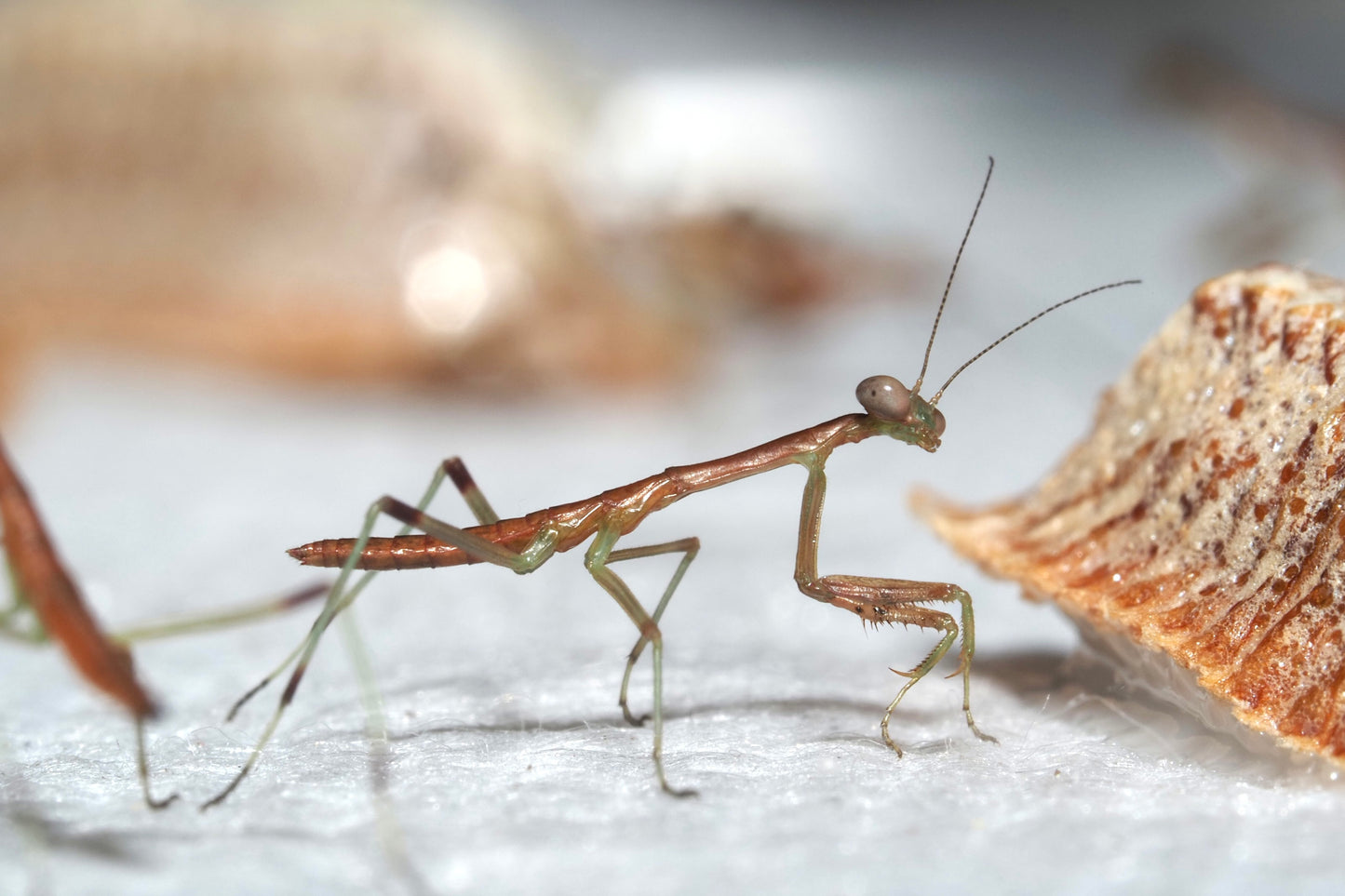 Larger Florida Mantis (Stagmomantis floridensis)