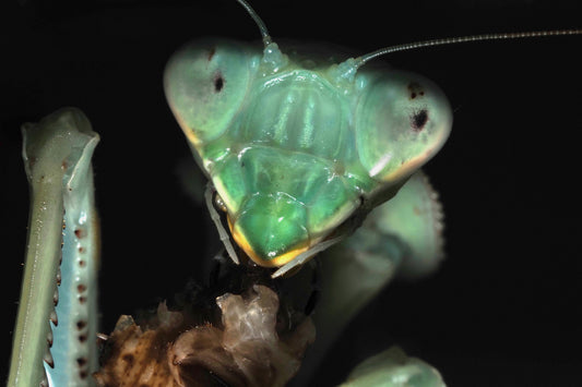 Giant African Mantis (Sphodromantis viridis)