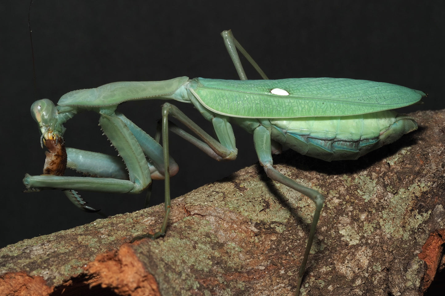 Giant African Mantis (Sphodromantis viridis)