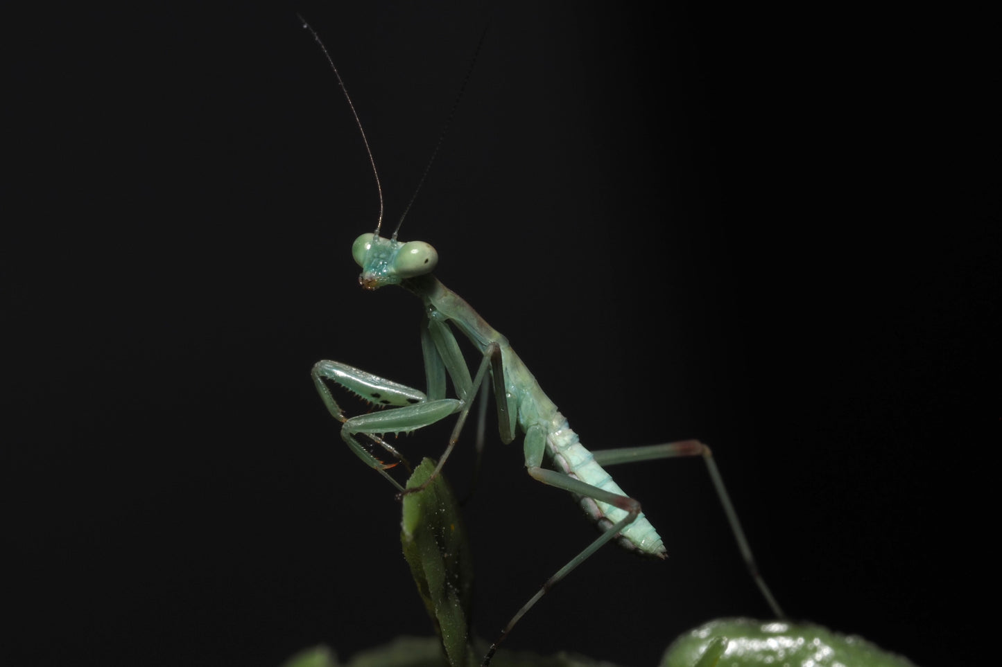Giant African Mantis (Sphodromantis viridis)