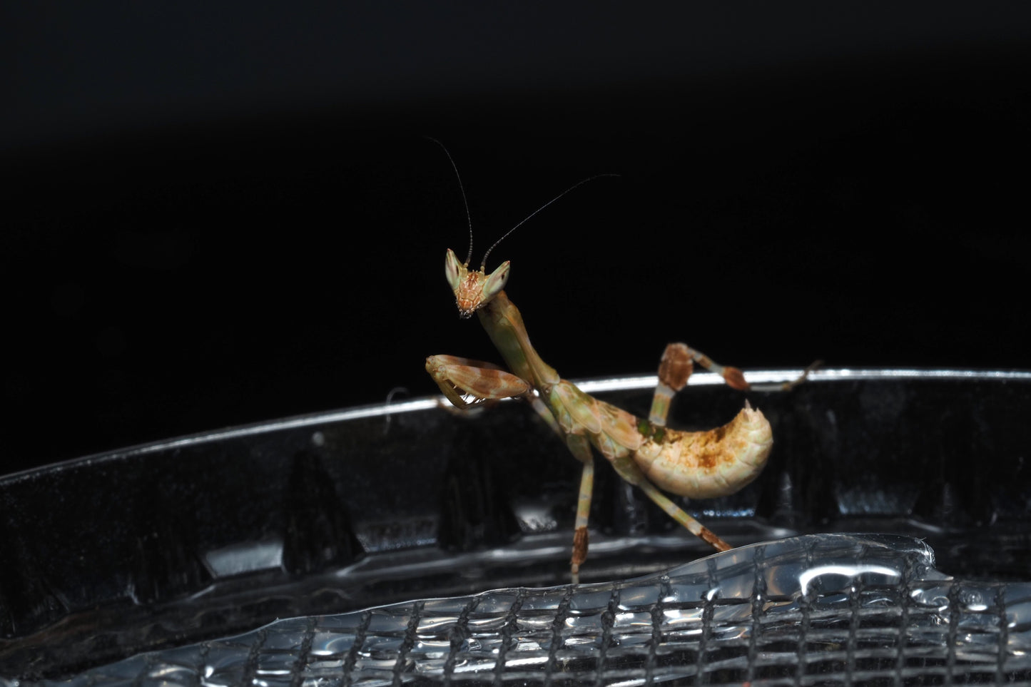 Kenyan Flower Mantis (Galinthias amoena)
