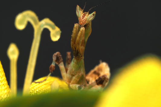 Kenyan Flower Mantis (Galinthias amoena)