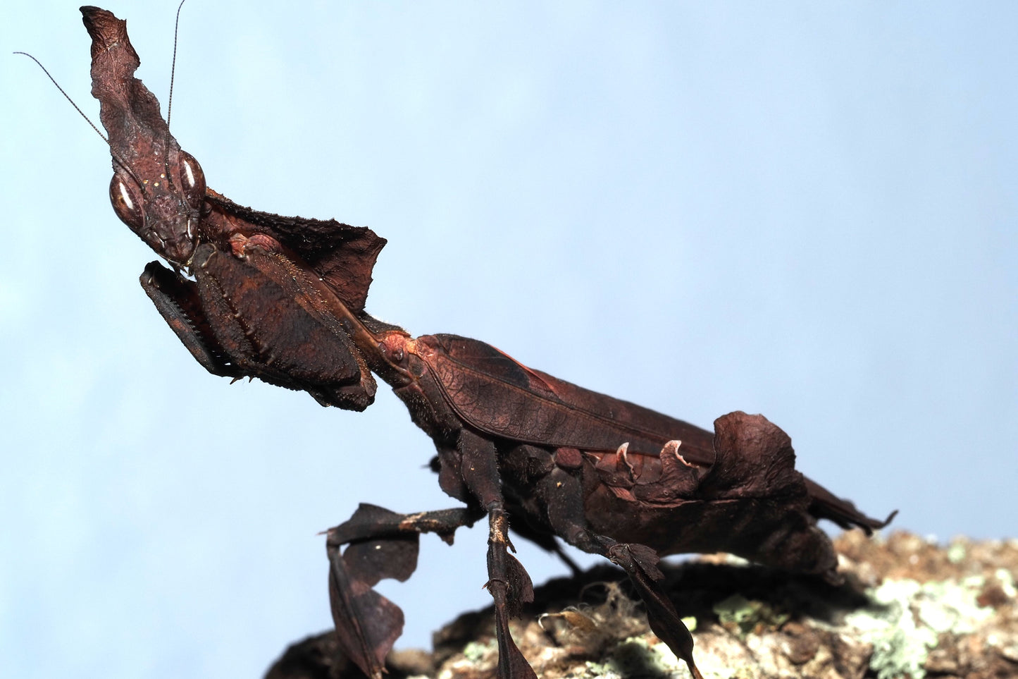 Ghost Mantis (Phyllocrania paradoxa)