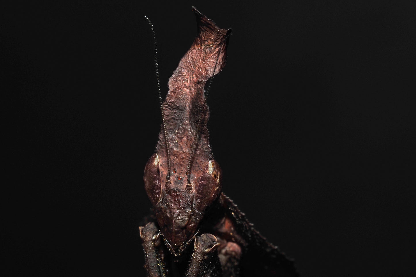 Ghost Mantis (Phyllocrania paradoxa)