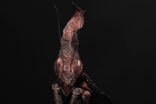 Ghost Mantis (Phyllocrania paradoxa)