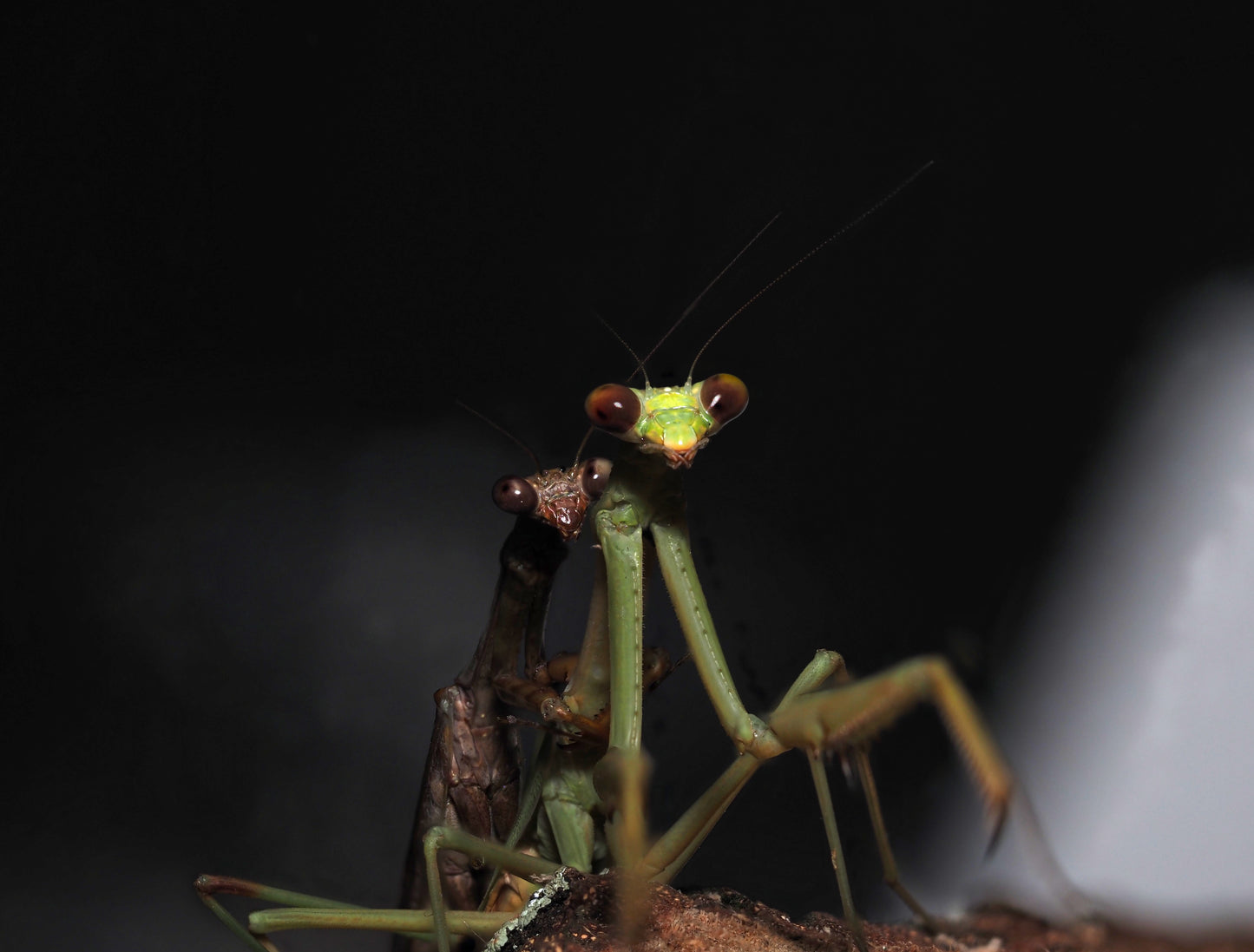 Carolina Mantis (Stagmomantis carolina)