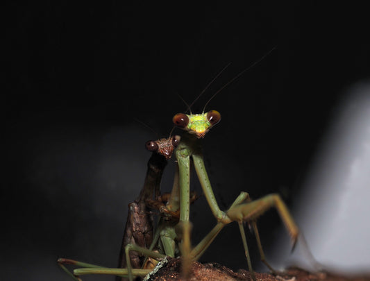 Carolina Mantis (Stagmomantis carolina)