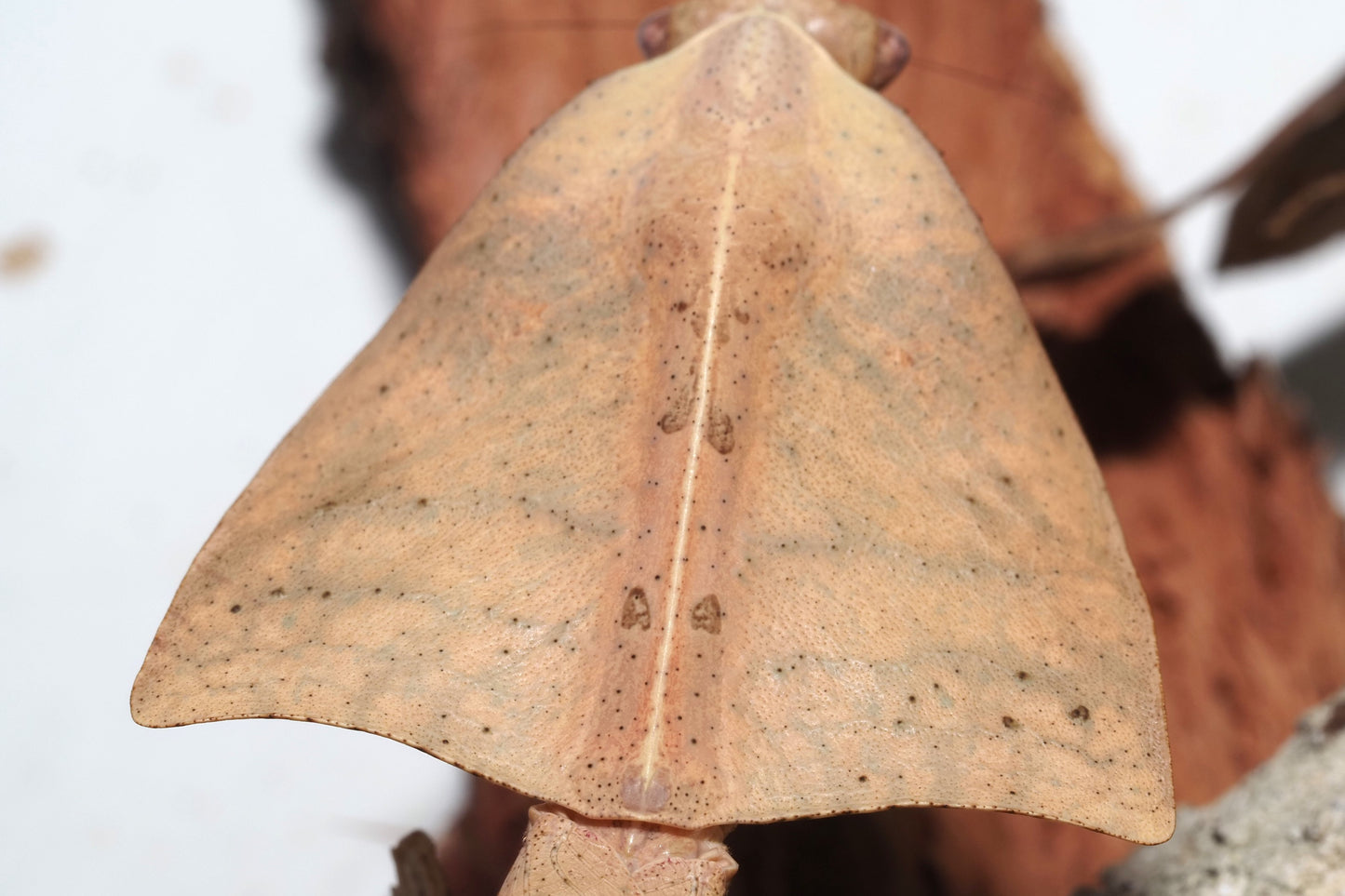 Vietnamese Dead Leaf Mantis (Deroplatys gorochovi)