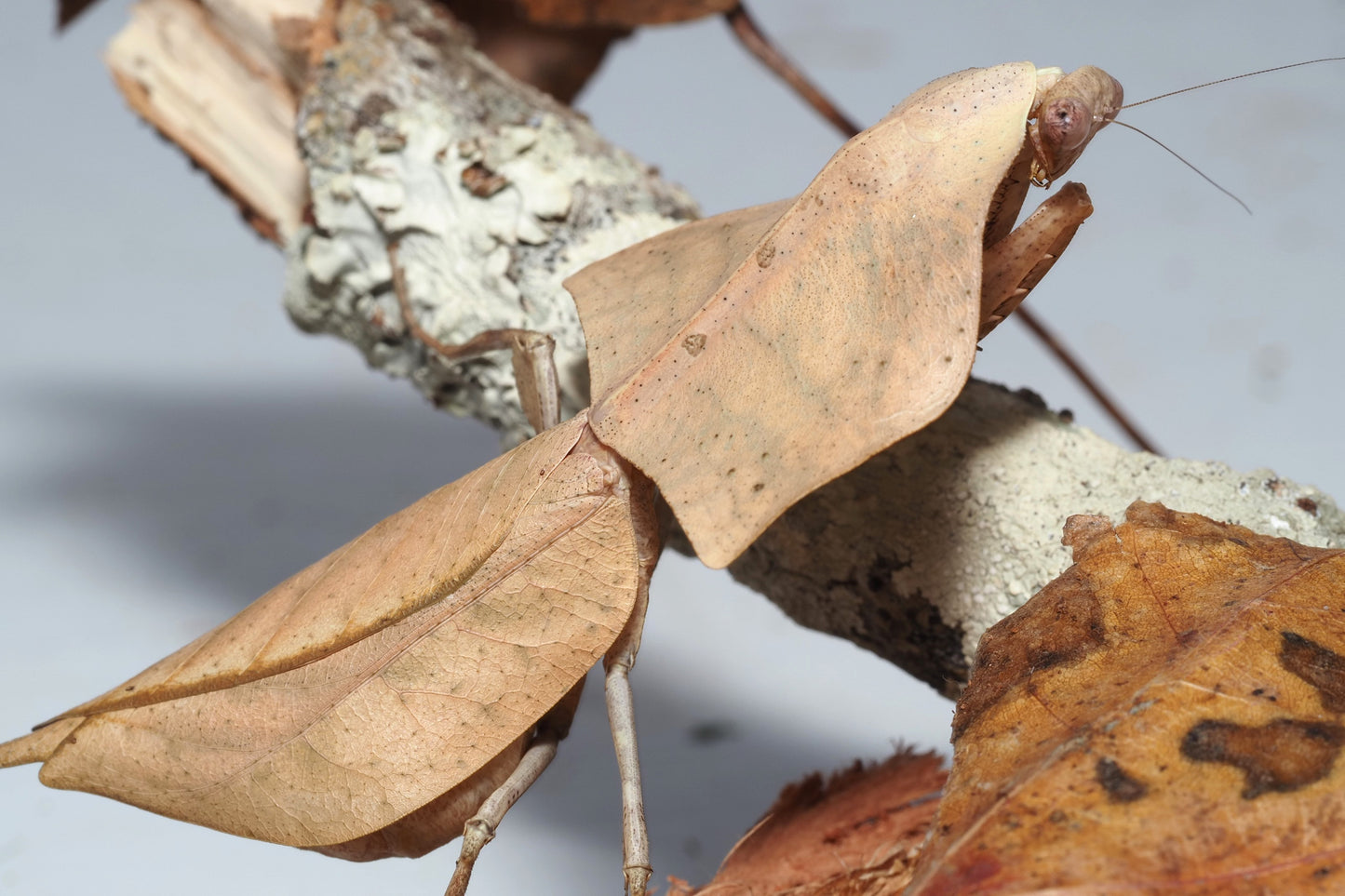 Vietnamese Dead Leaf Mantis (Deroplatys gorochovi)