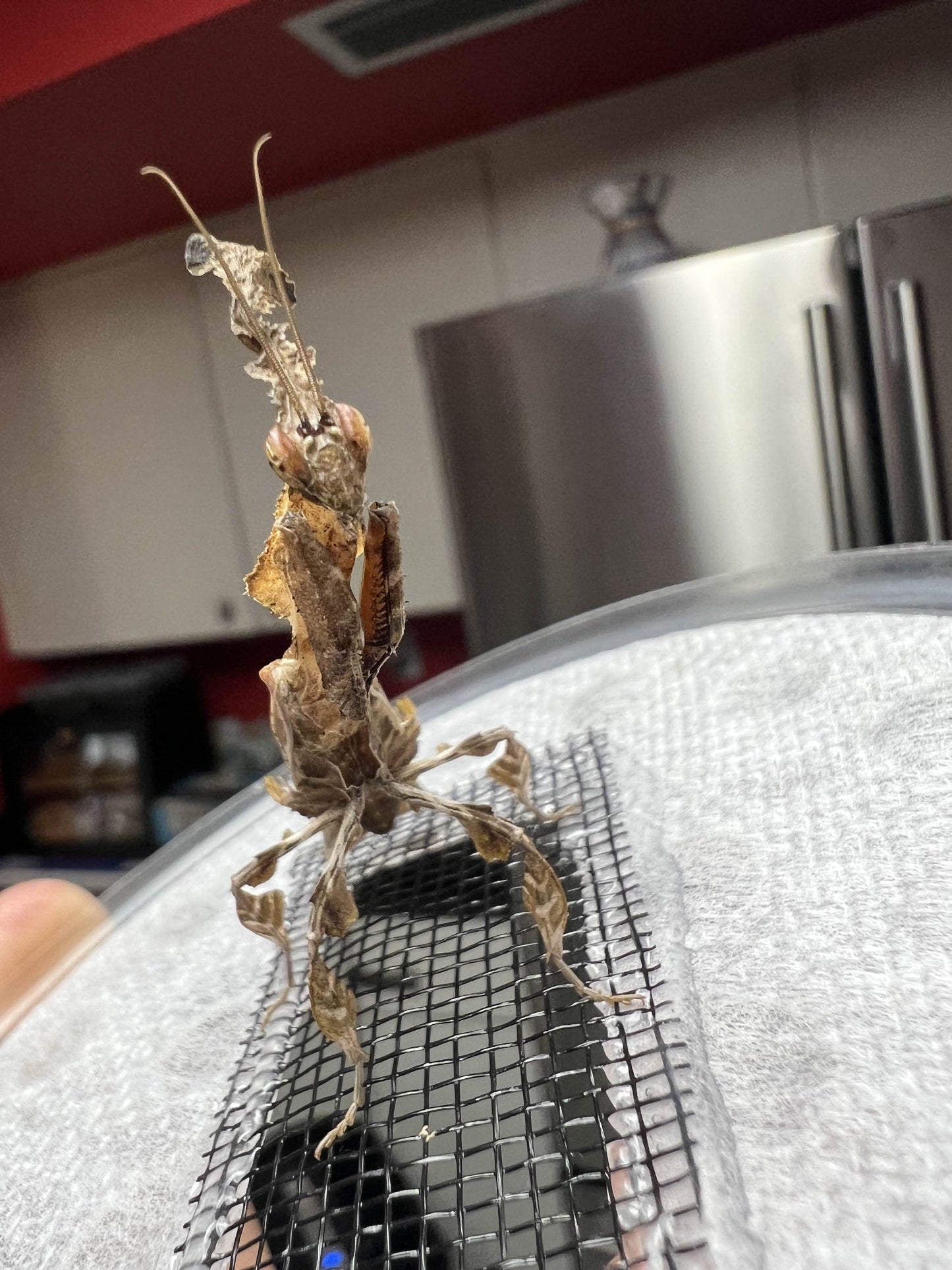 Ghost Mantis (Phyllocrania paradoxa)