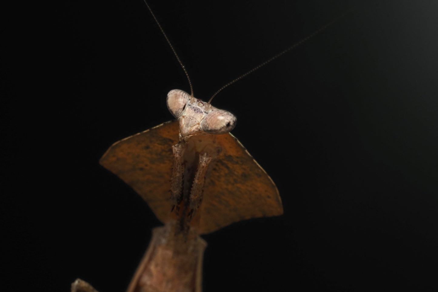 Vietnamese Dead Leaf Mantis (Deroplatys gorochovi)