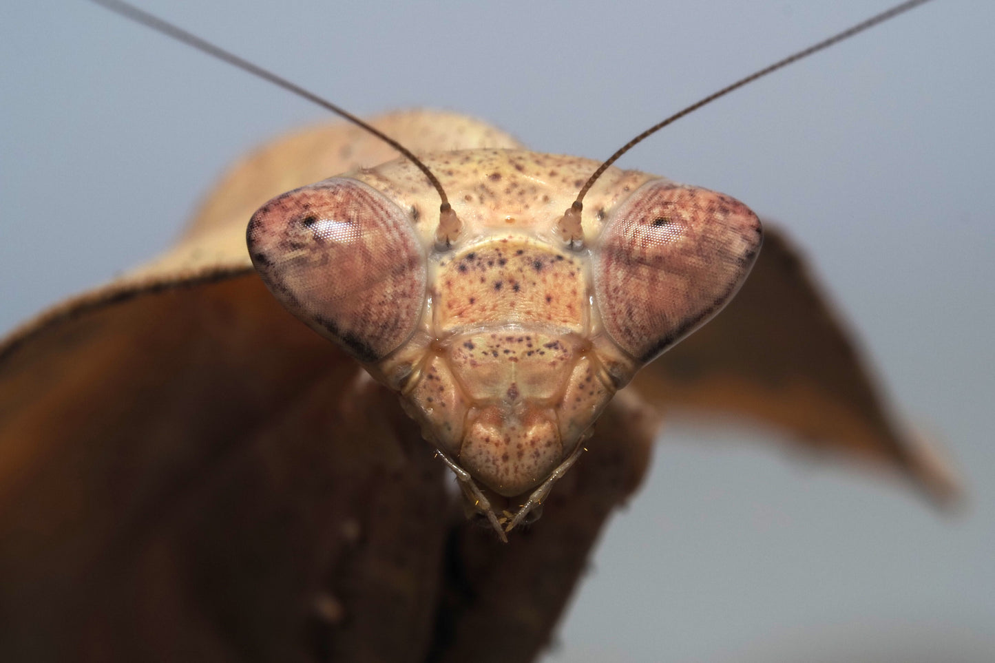 Vietnamese Dead Leaf Mantis (Deroplatys gorochovi)